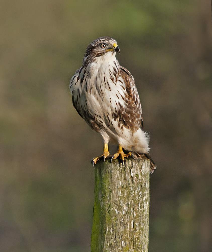 Maltese poachers caught with protected birds from the UK - BirdGuides