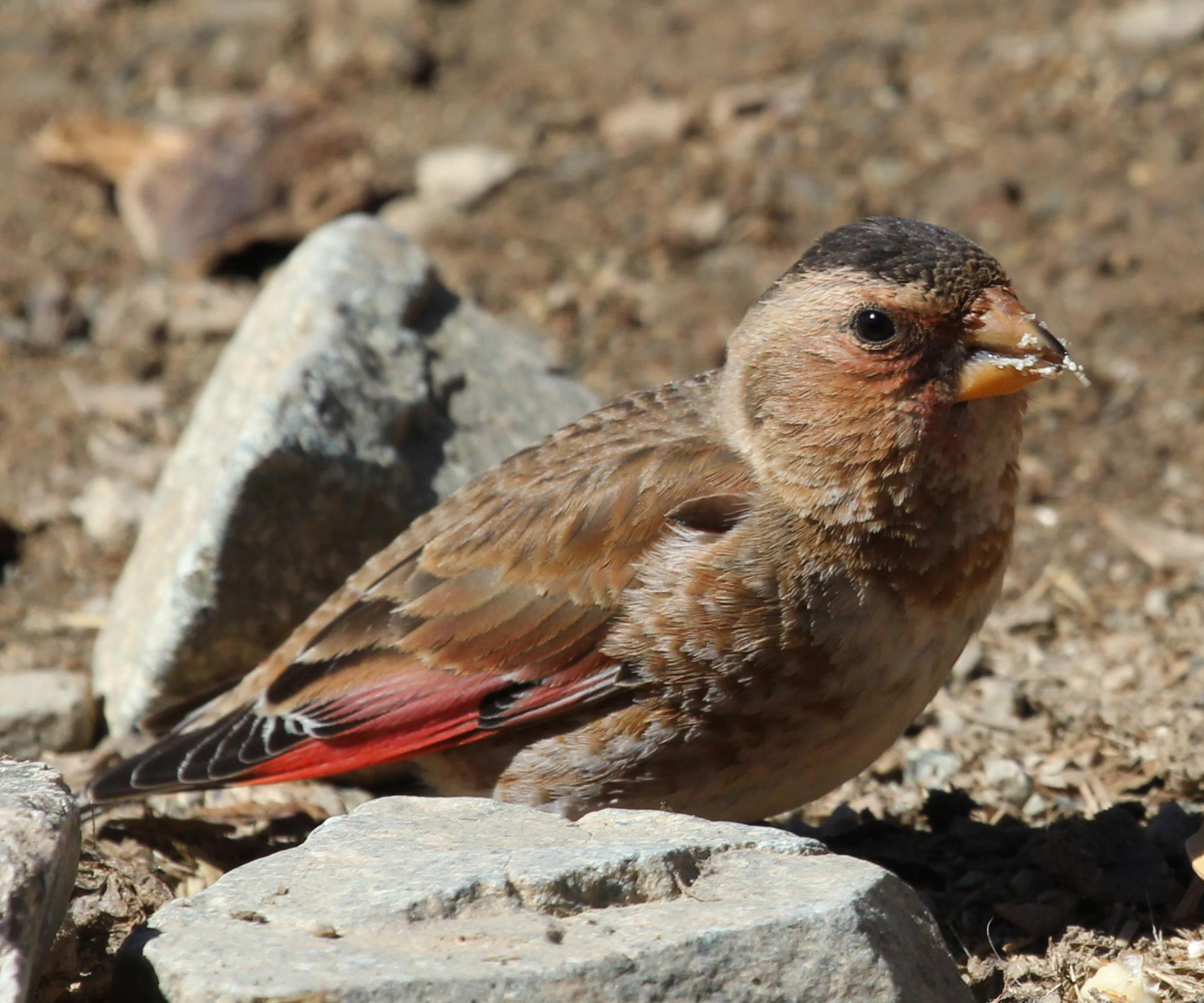 Details : Asian Crimson-winged Finch - BirdGuides