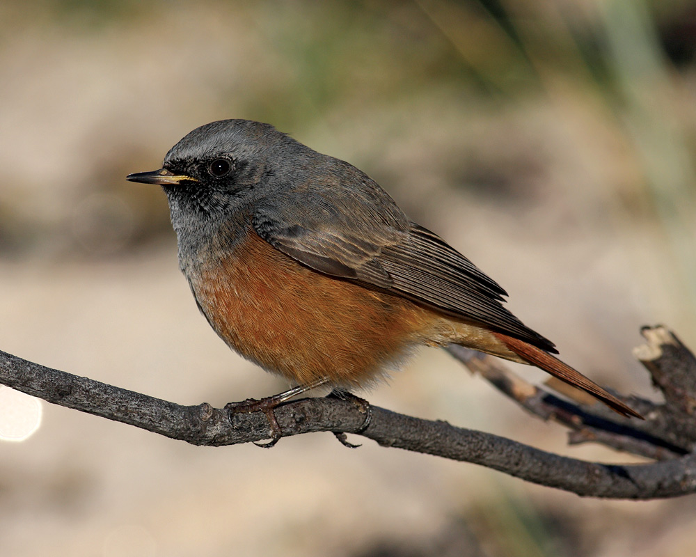 Review of the Week: 24 December–6 January - BirdGuides