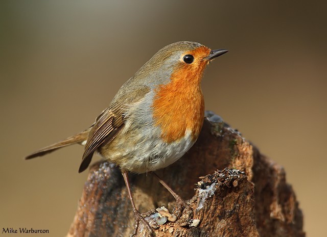 Robin  BTO - British Trust for Ornithology