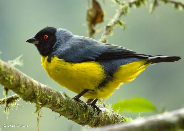 Details : Hooded Mountain Tanager - BirdGuides