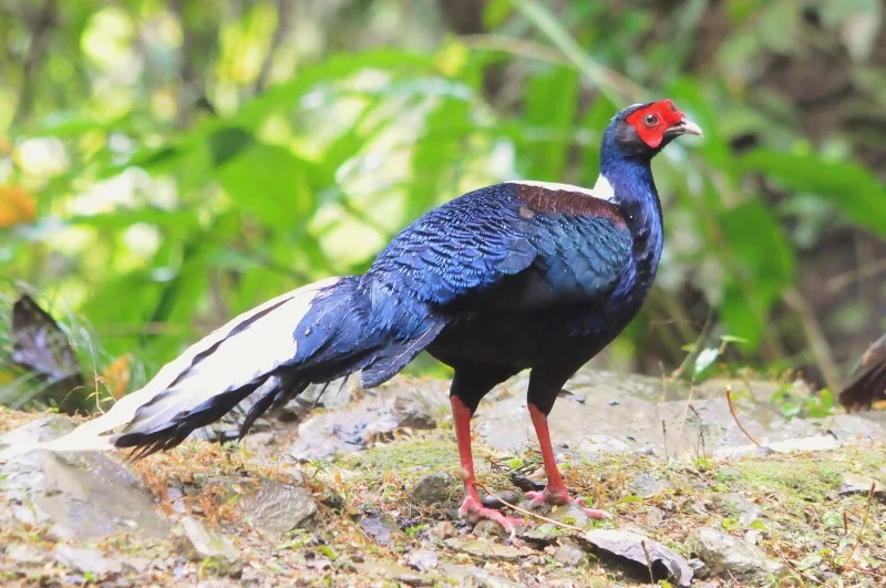 Swinhoe's Pheasant Photos - Shanghai Birding 上海观鸟