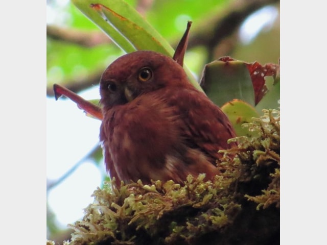 Details Cloud Forest Pygmy Owl Birdguides Details Cloud Forest Pygmy Owl Birdguides