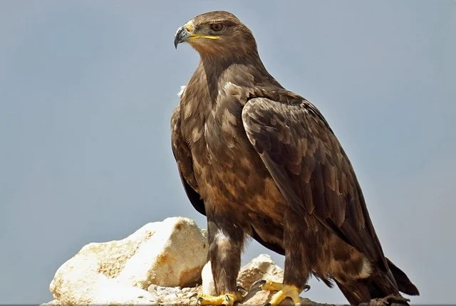 Details : Steppe Eagle - BirdGuides