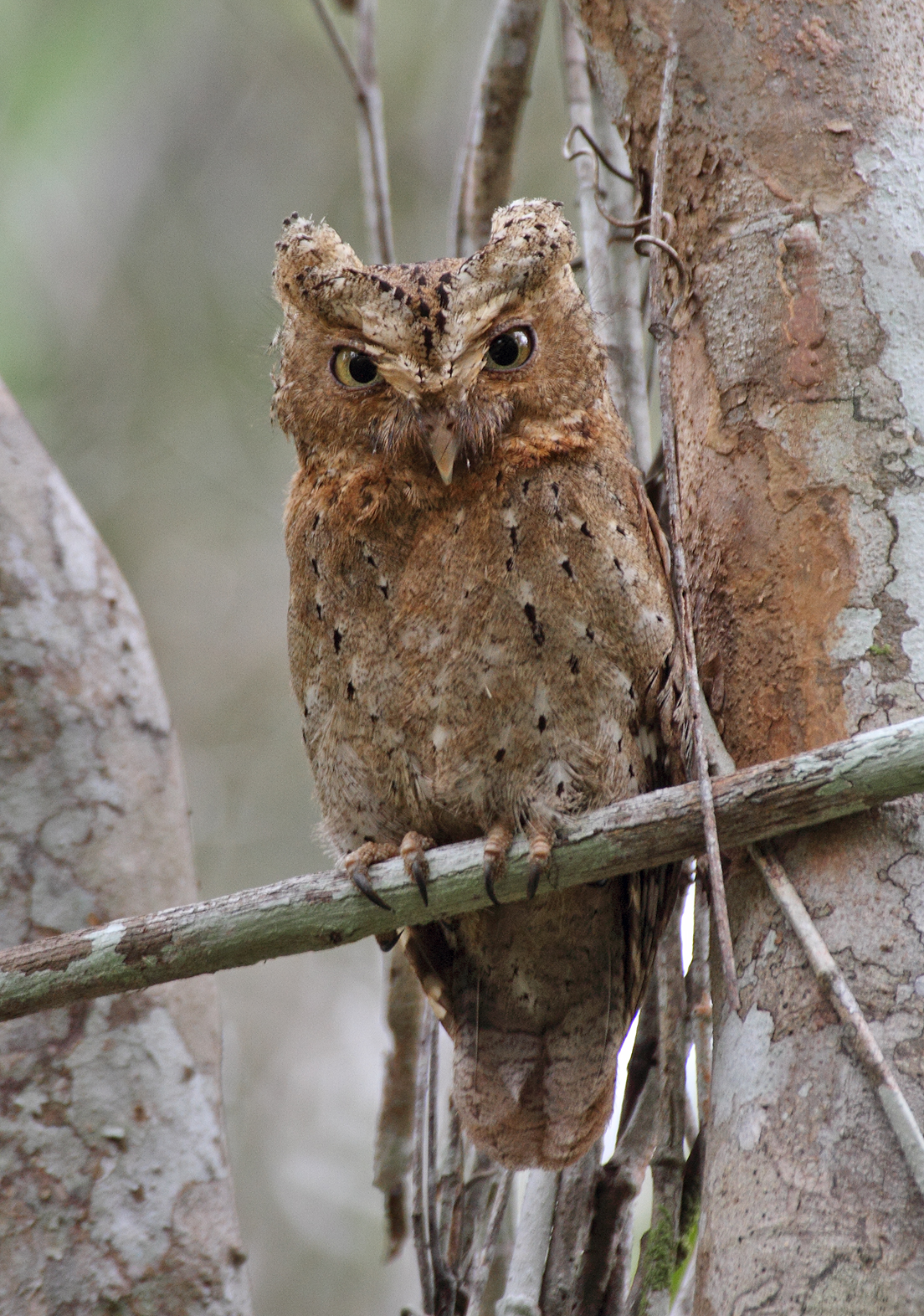 details sokoke scops owl birdguides