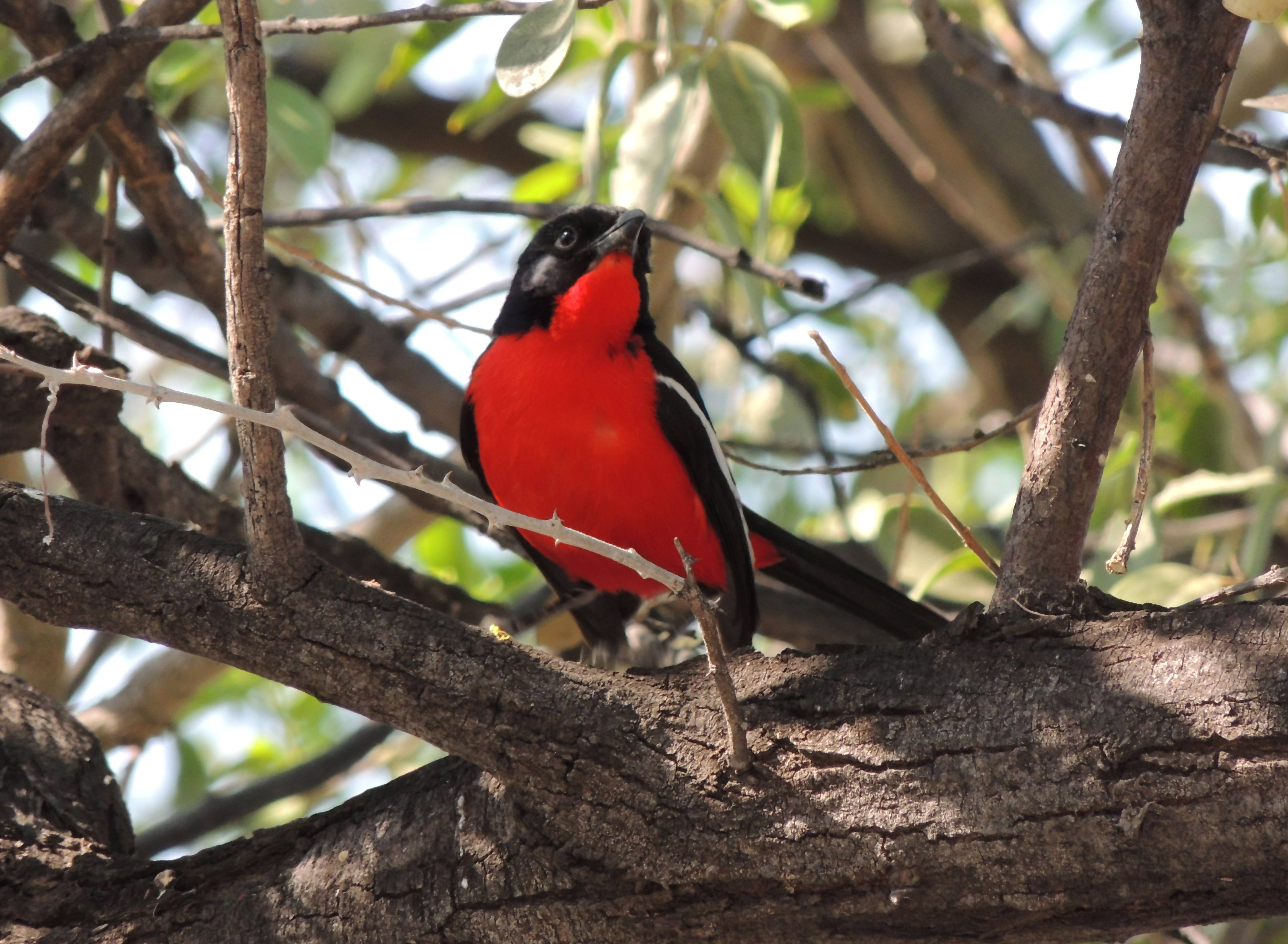 Details : Crimson-breasted Shrike - BirdGuides