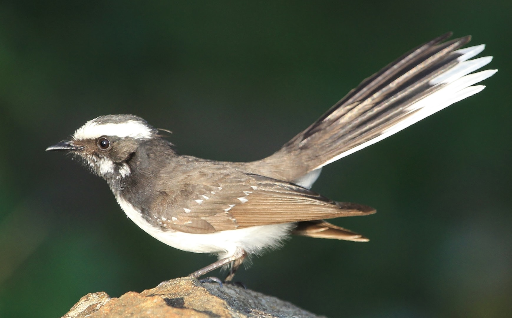 Whitebrowed Fantail by Richard Collier BirdGuides