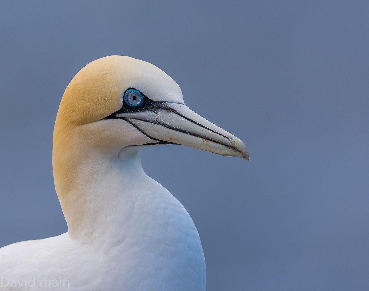 Details Northern BirdGuides