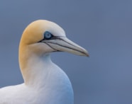 Details Northern Gannet BirdGuides Details Northern Gannet BirdGuides