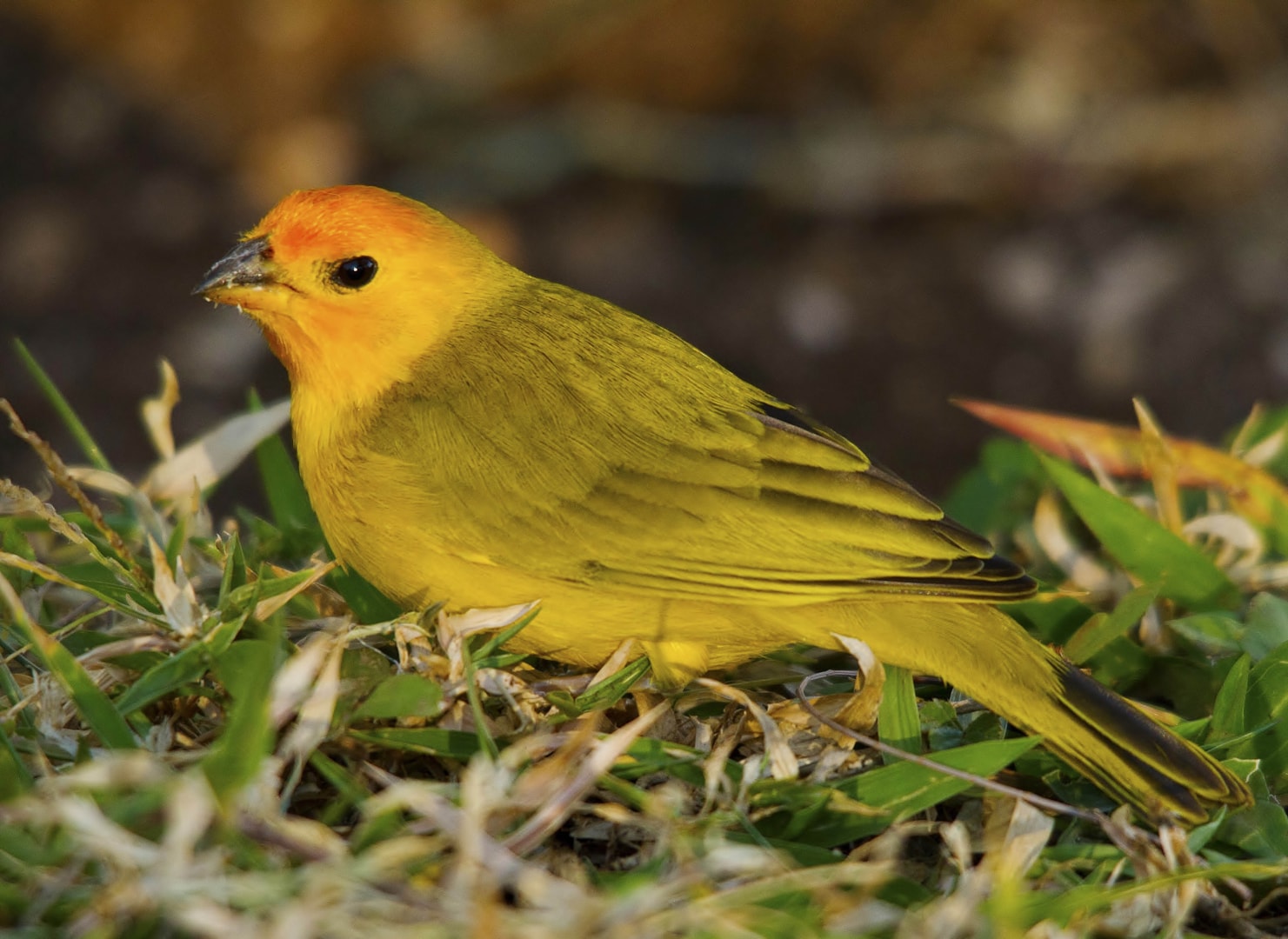 Saffron Finch by Clive Daelman BirdGuides