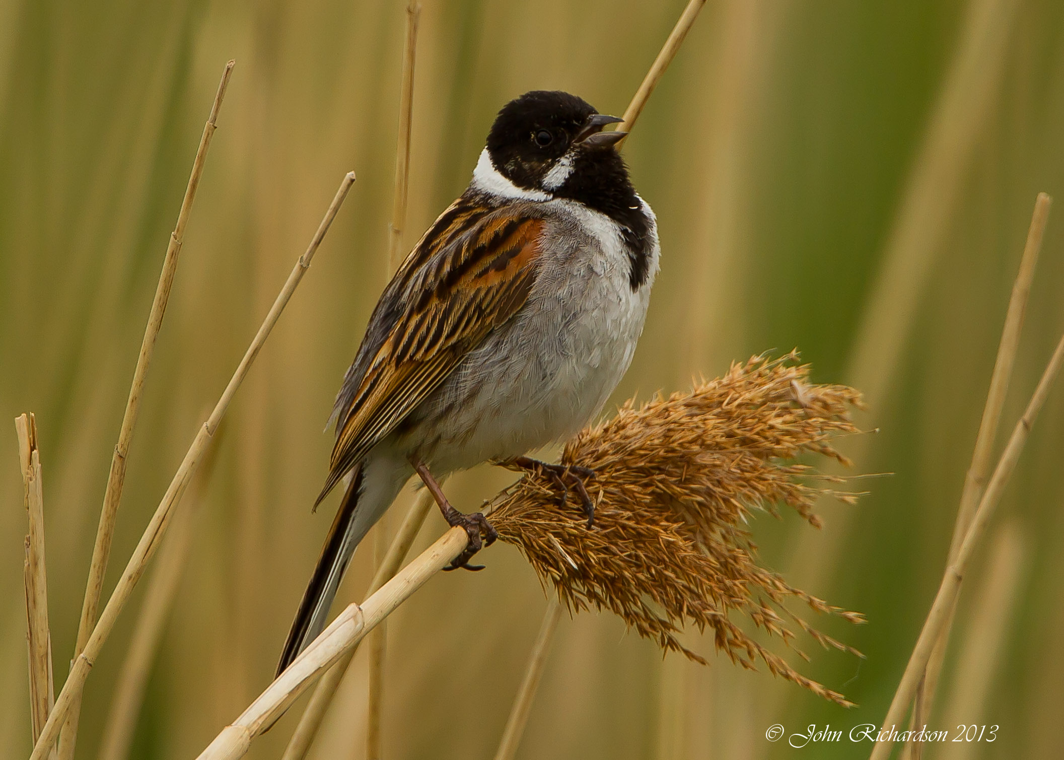Details Reed Bunting BirdGuides