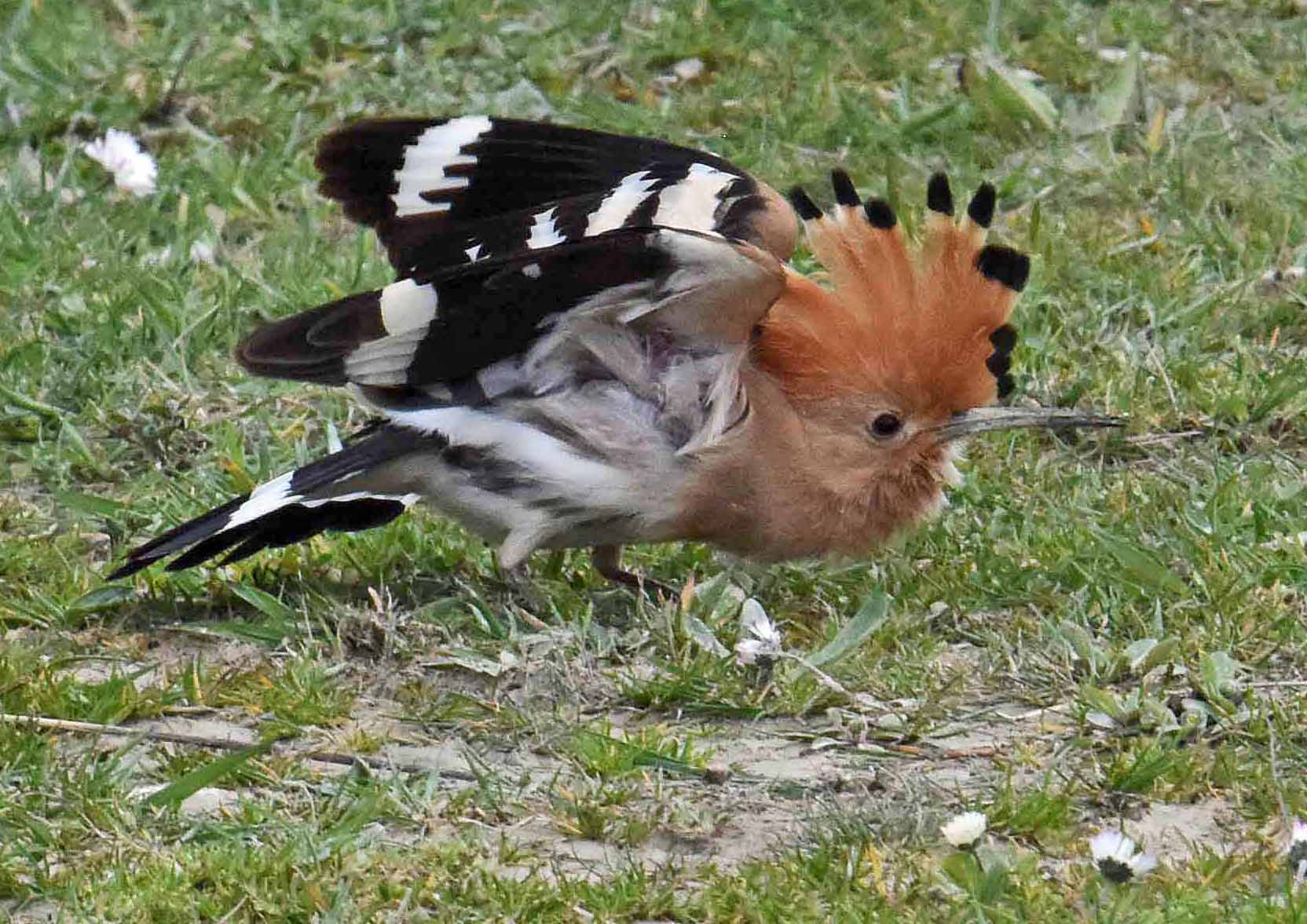 Bird of the Week Hoopoe BirdGuides