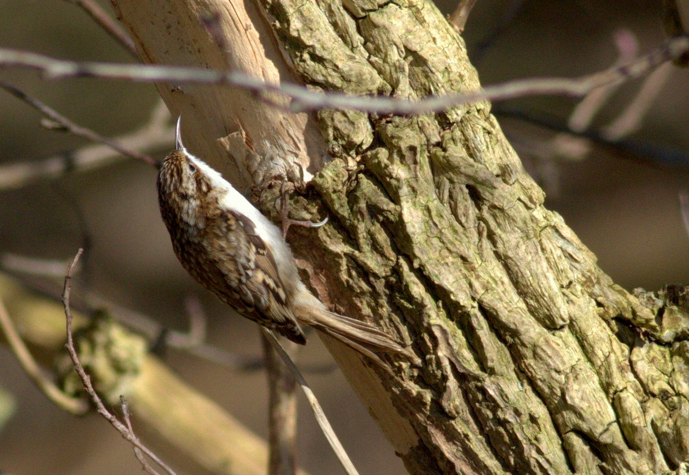 Eurasian Treecreeper by Neil Rolph - BirdGuides