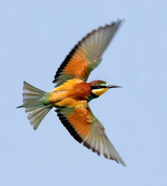 details european bee eater birdguides
