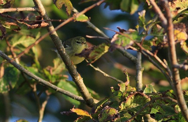 Blackpoll Warbler