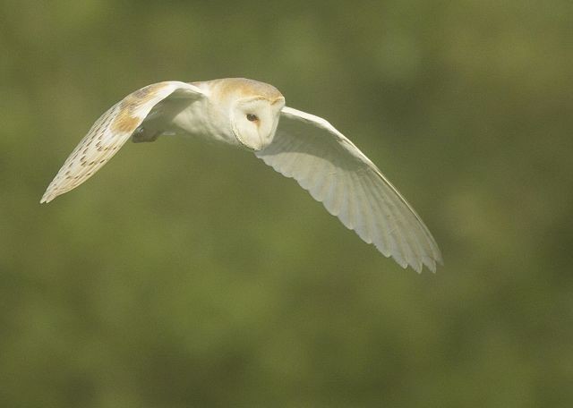 Details Barn Owl Birdguides