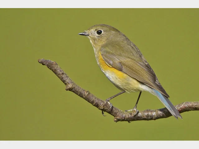 Details : Red-flanked Bluetail - BirdGuides