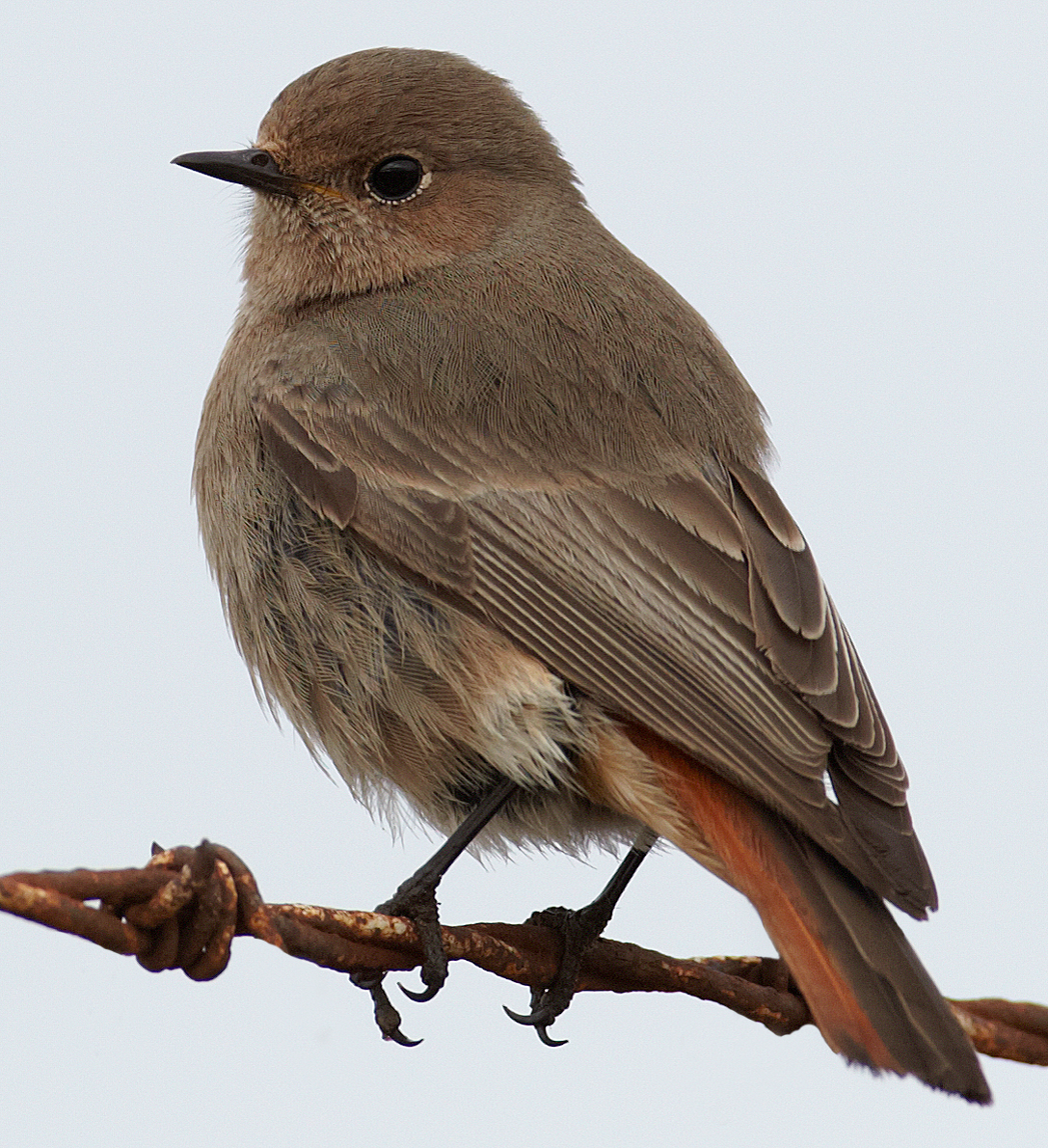 Details Black Redstart BirdGuides