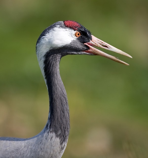 A request for past images of UK Common Cranes - BirdGuides