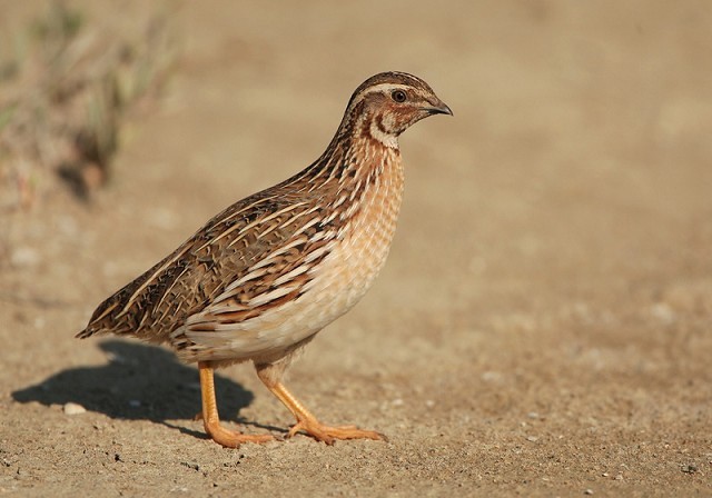 Quail - the Painted Lady of the bird world? - BirdGuides