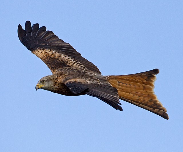 bird red kite