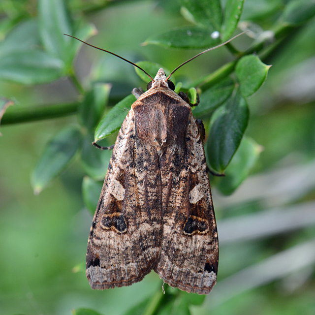 Details Large Yellow Underwing BirdGuides