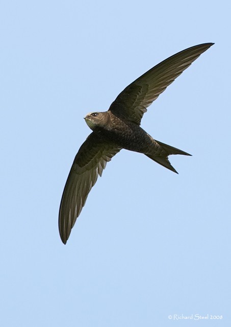Details : Common Swift - BirdGuides