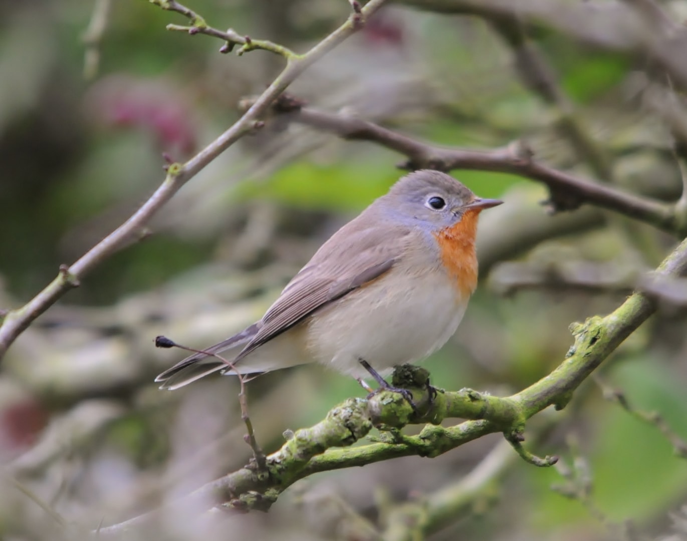 Red breasted Flycatcher By Matthew Eade BirdGuides