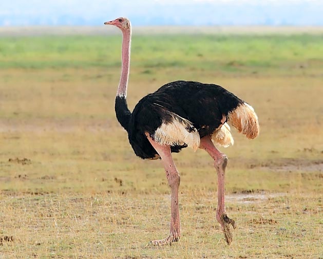 Common Ostrich by Jeff Hazell - BirdGuides