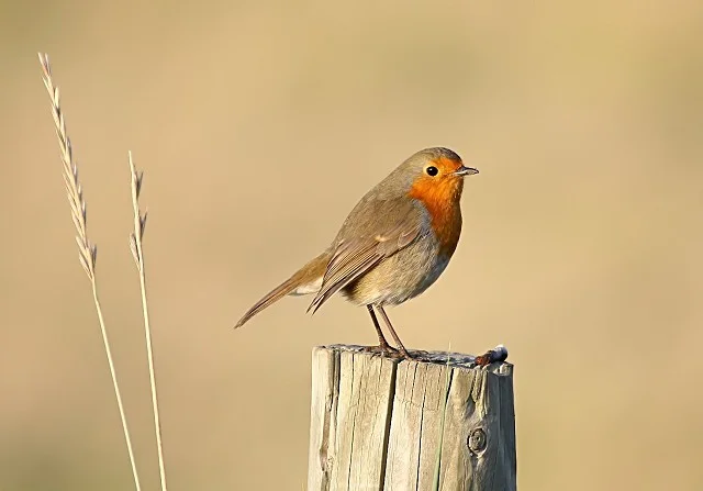 Details : European Robin - BirdGuides