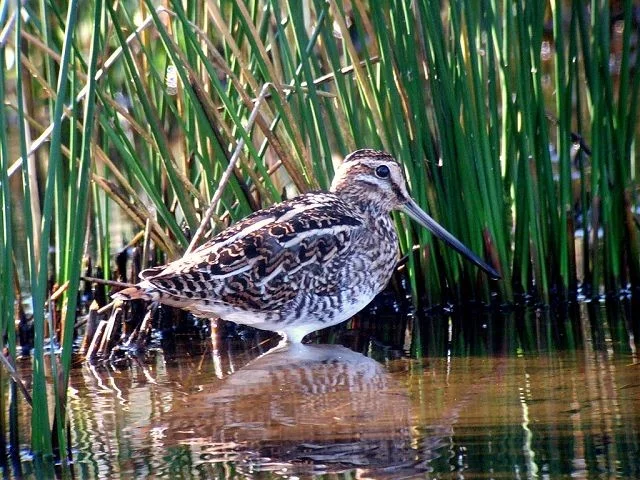 fondo Cambio cúbico Details : Wilson's Snipe - BirdGuides