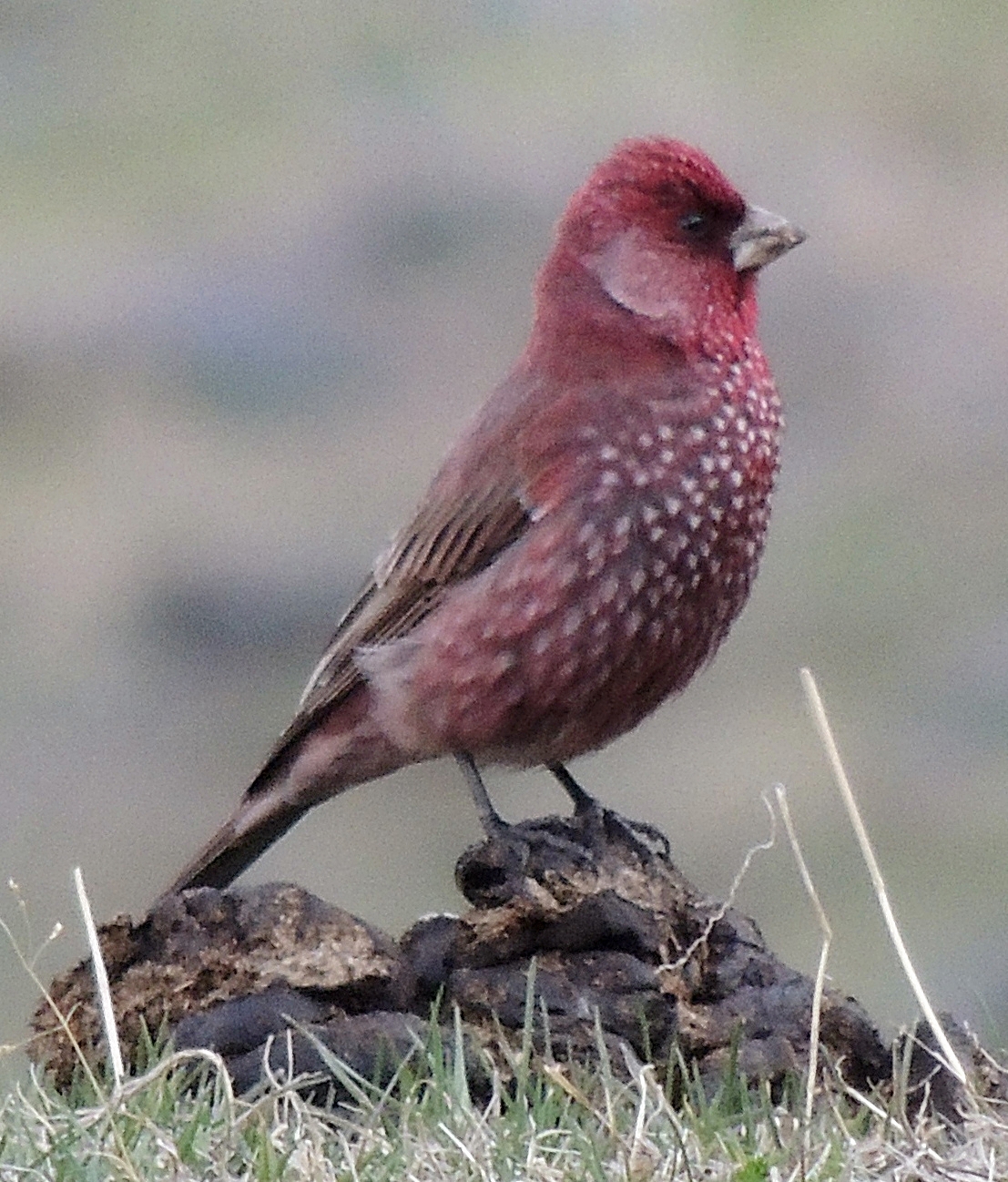 Rose finch storypikol