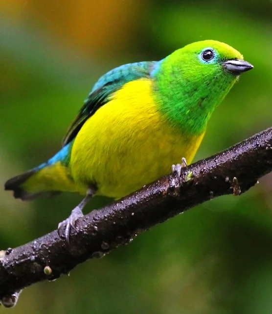 Details : Blue-naped Chlorophonia - BirdGuides