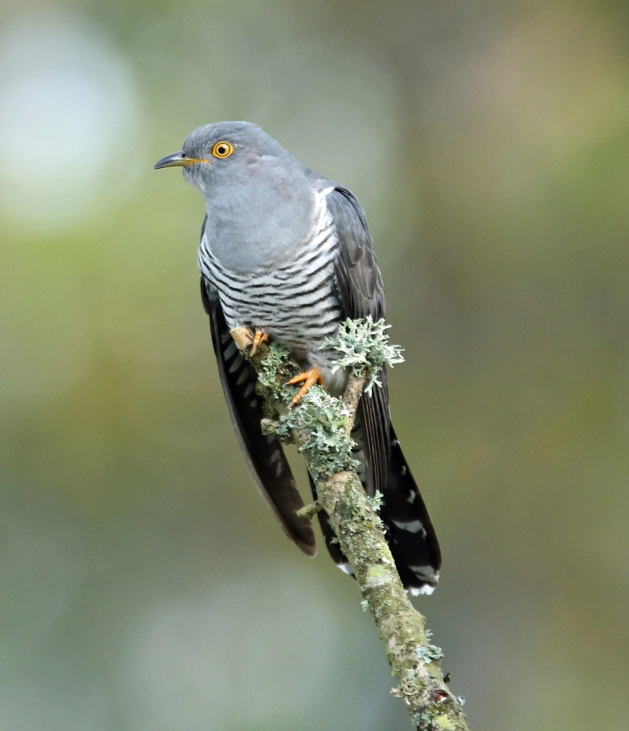 Types Of Cuckoo Birds Top 15 Types Of Birds In Rome IQDW Types Of Cuckoo Birds Top 15 Types Of Birds In Rome IQDW