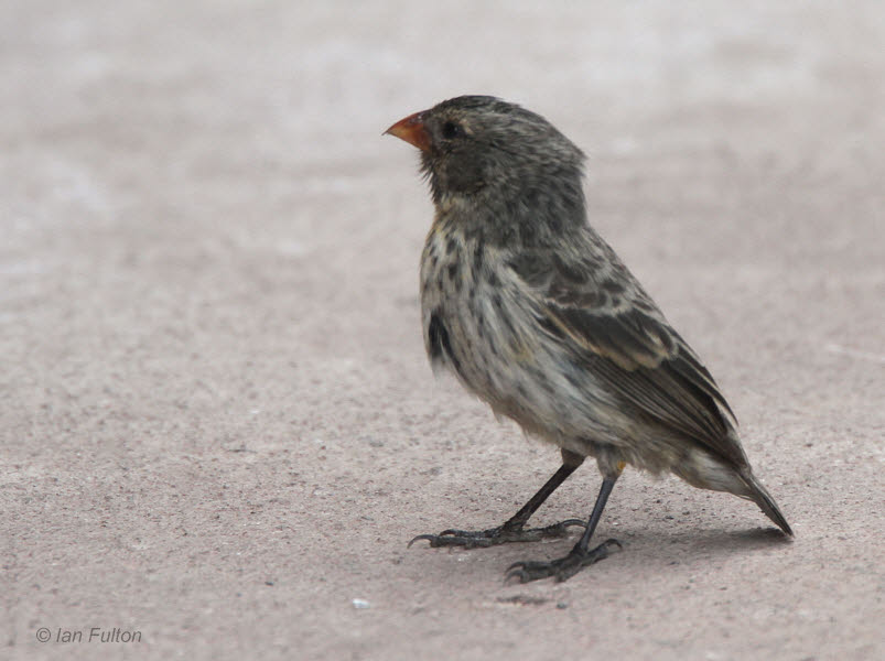 Details Small Ground Finch BirdGuides