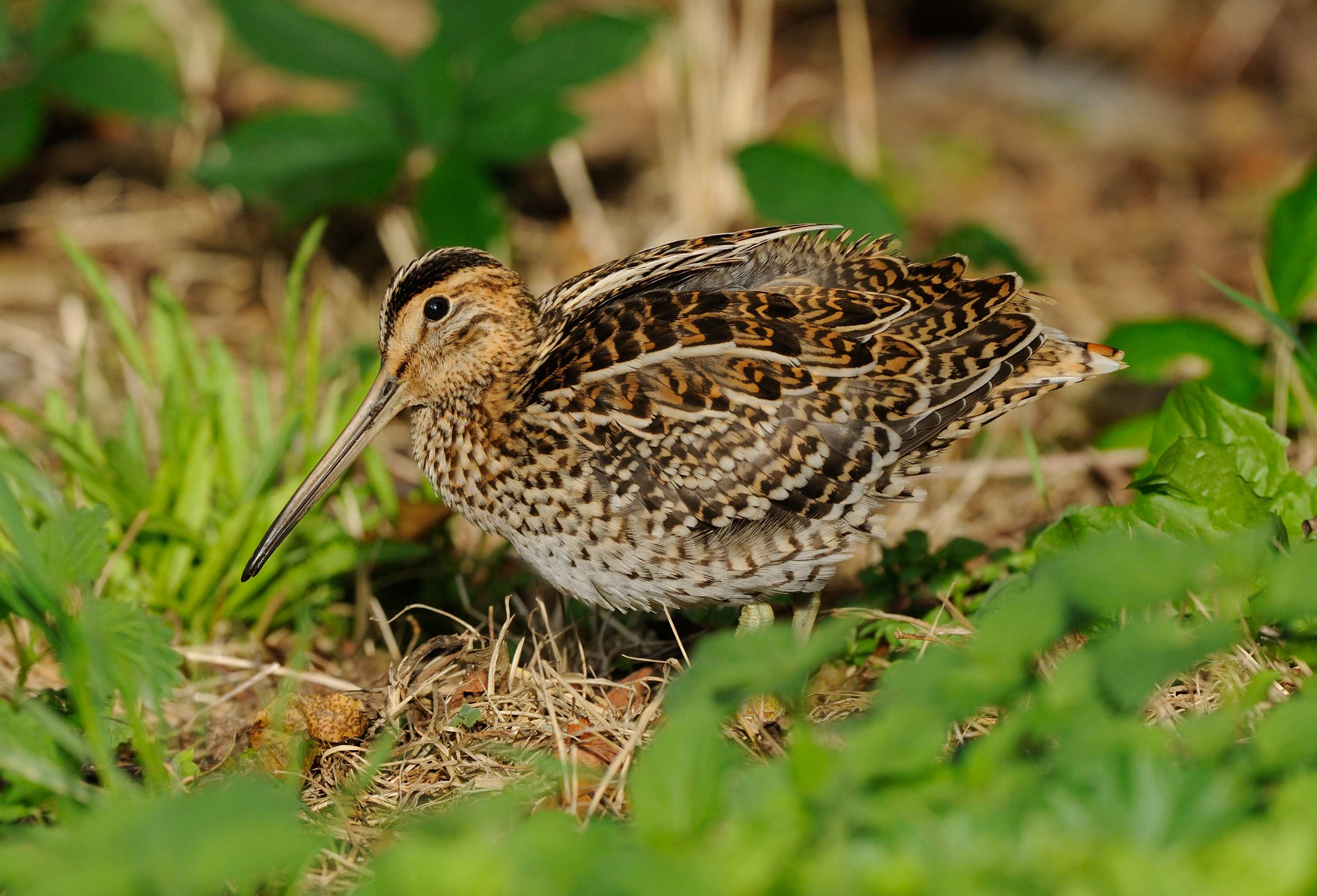 Details Great Snipe Birdguides