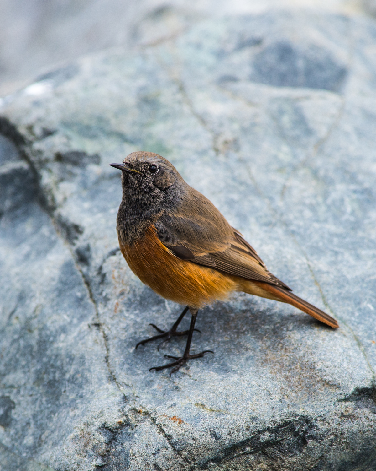 Review of the Week: 18–24 January - BirdGuides
