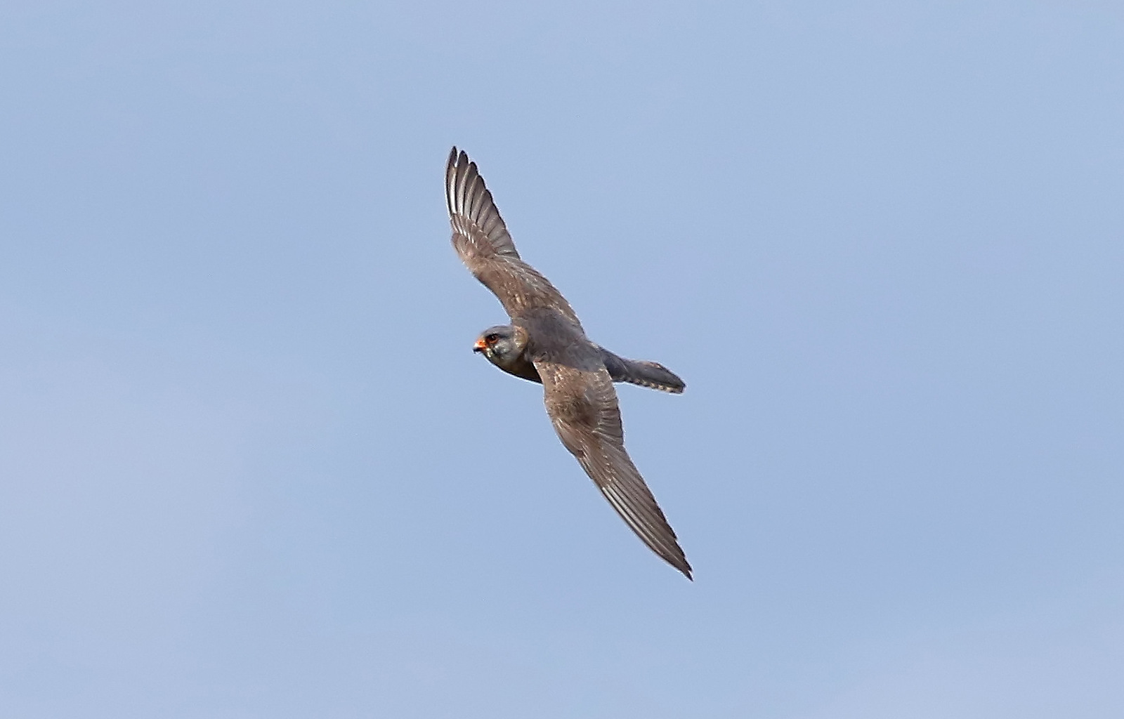 sighting report birdguides sighting report birdguides