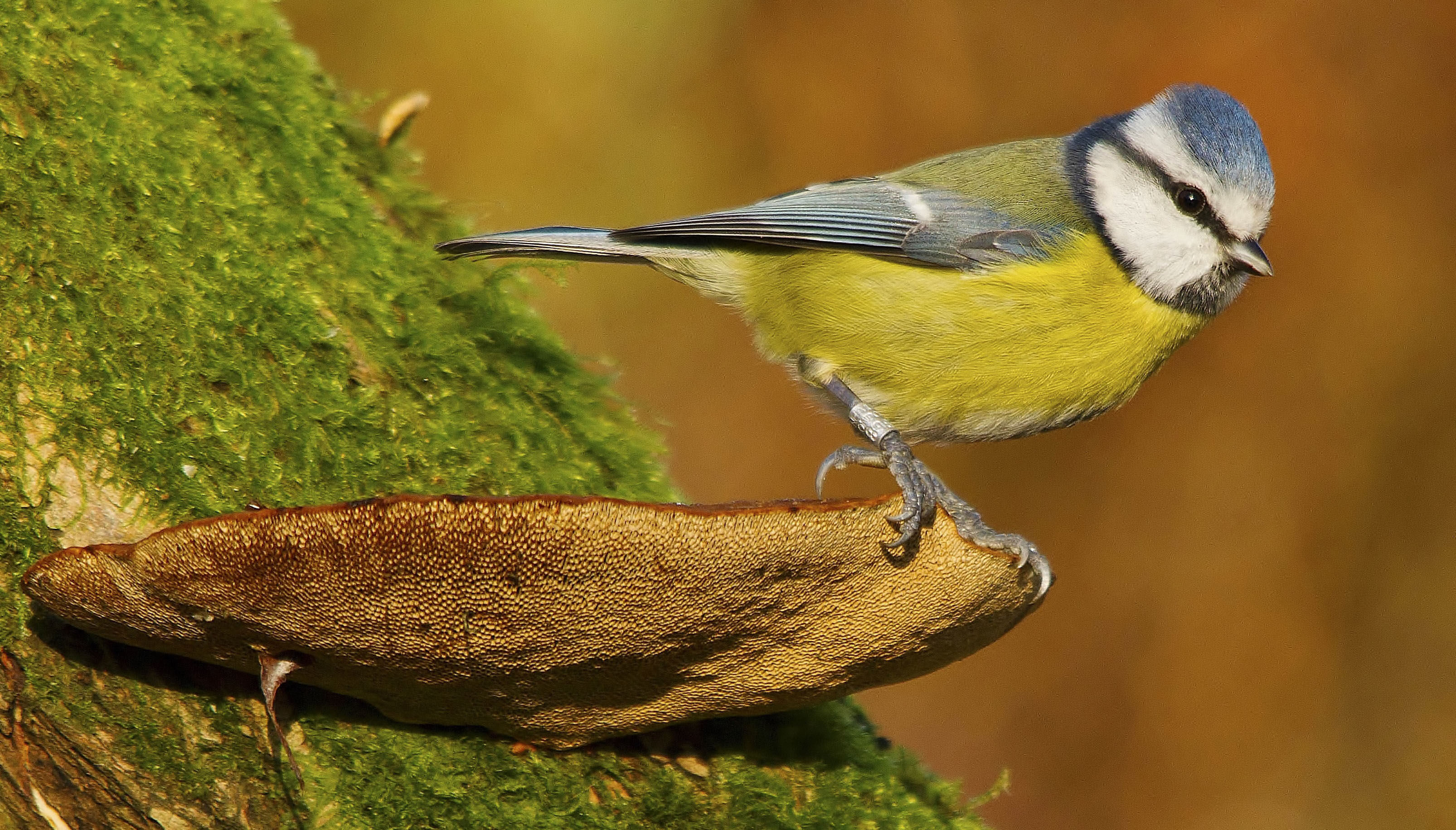 Birds Worst Breeding Season Tits Cent