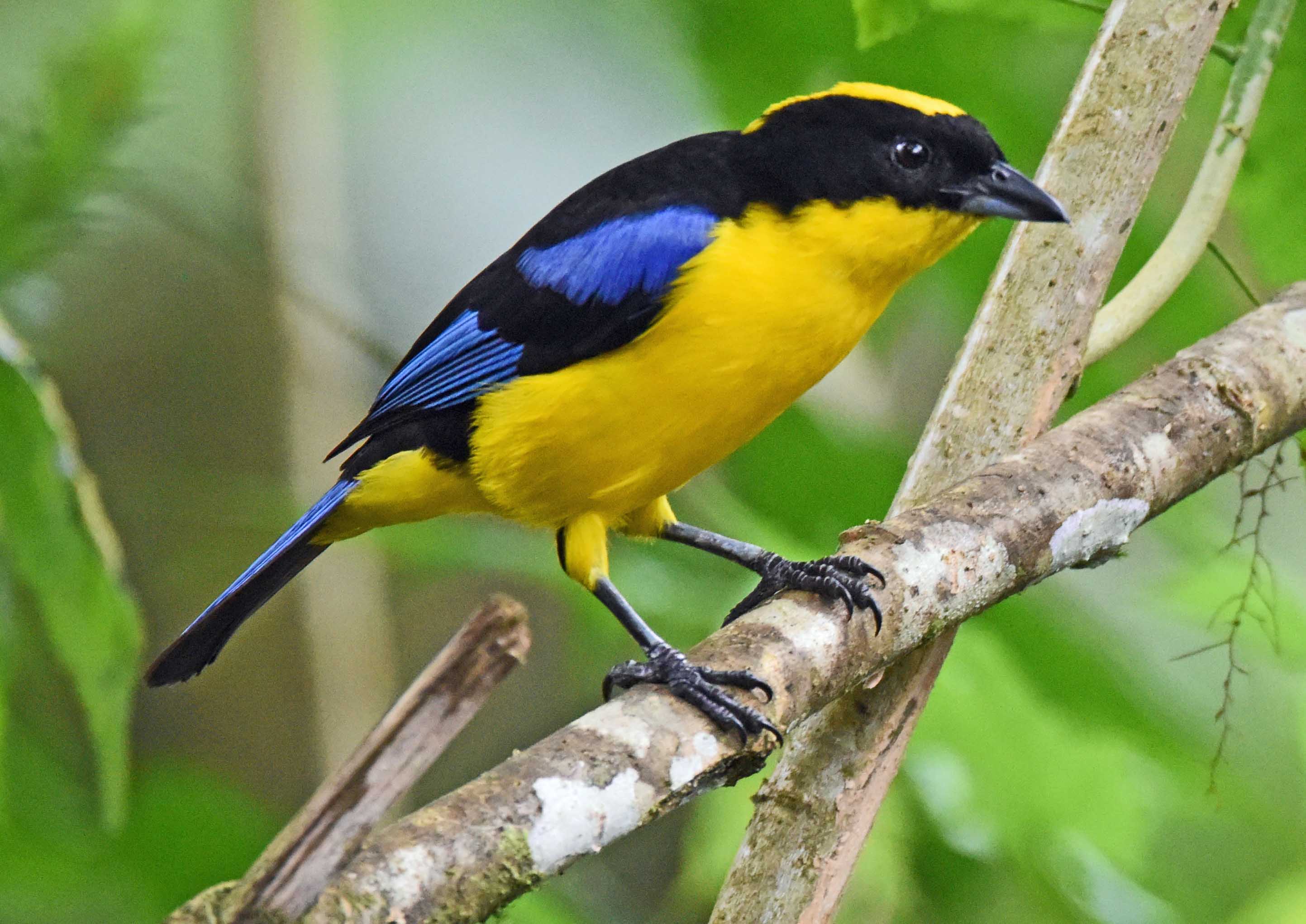 Details Bluewinged Mountain Tanager BirdGuides