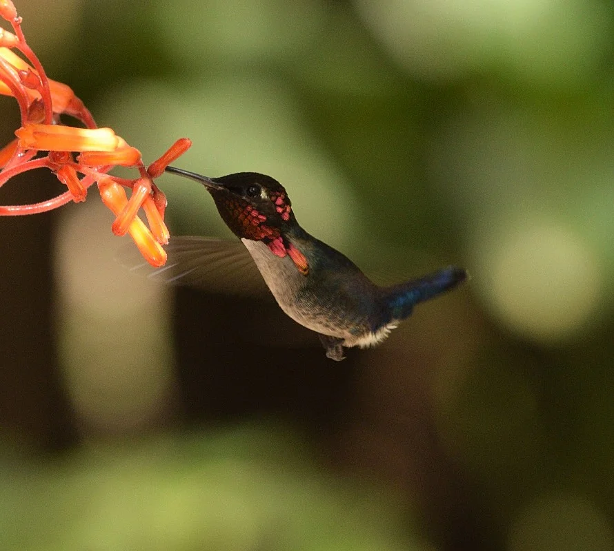 Details : Bee Hummingbird - BirdGuides