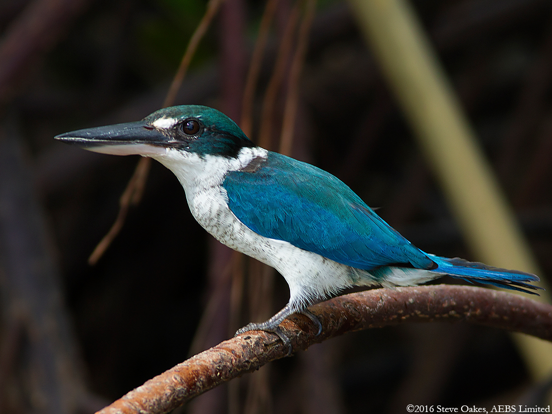 Collared Kingfisher Description Facts Diet Sound Bird Baron