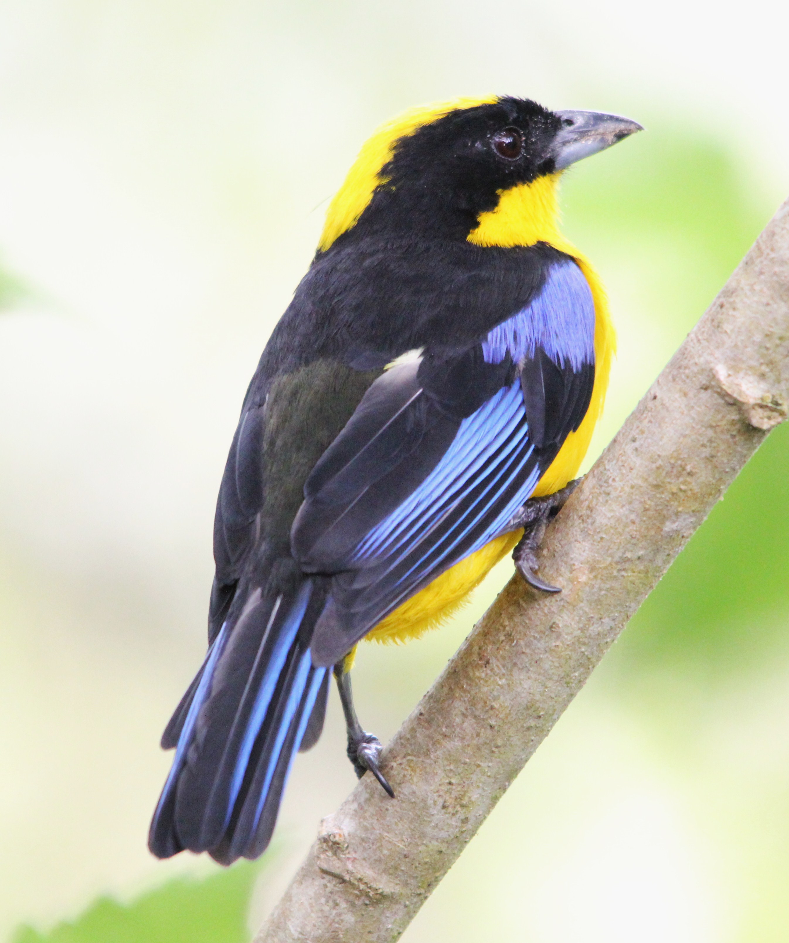 Details Bluewinged Mountain Tanager BirdGuides