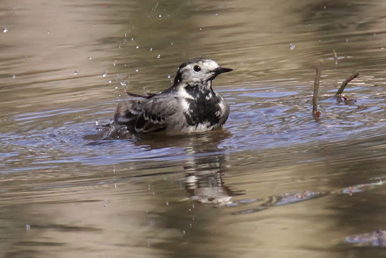 Pied Wagtail by Neil Rendall - BirdGuides