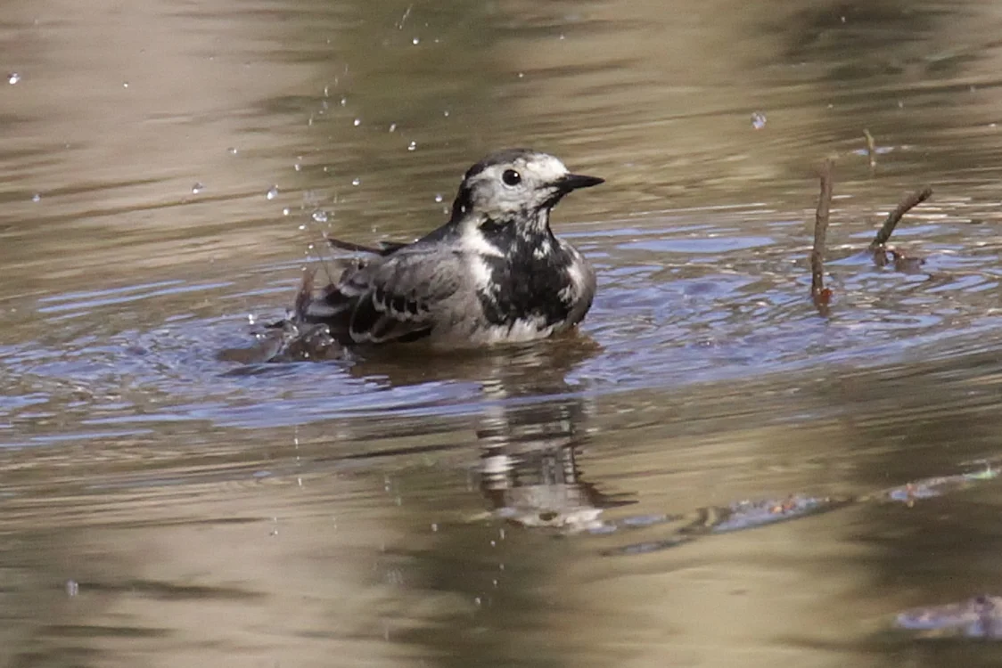 Neil Rendall Pied Wagtail by Neil Rendall - BirdGuides