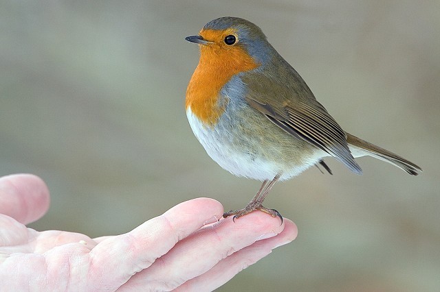 What's the Difference: European Robin vs American Robin - Birds