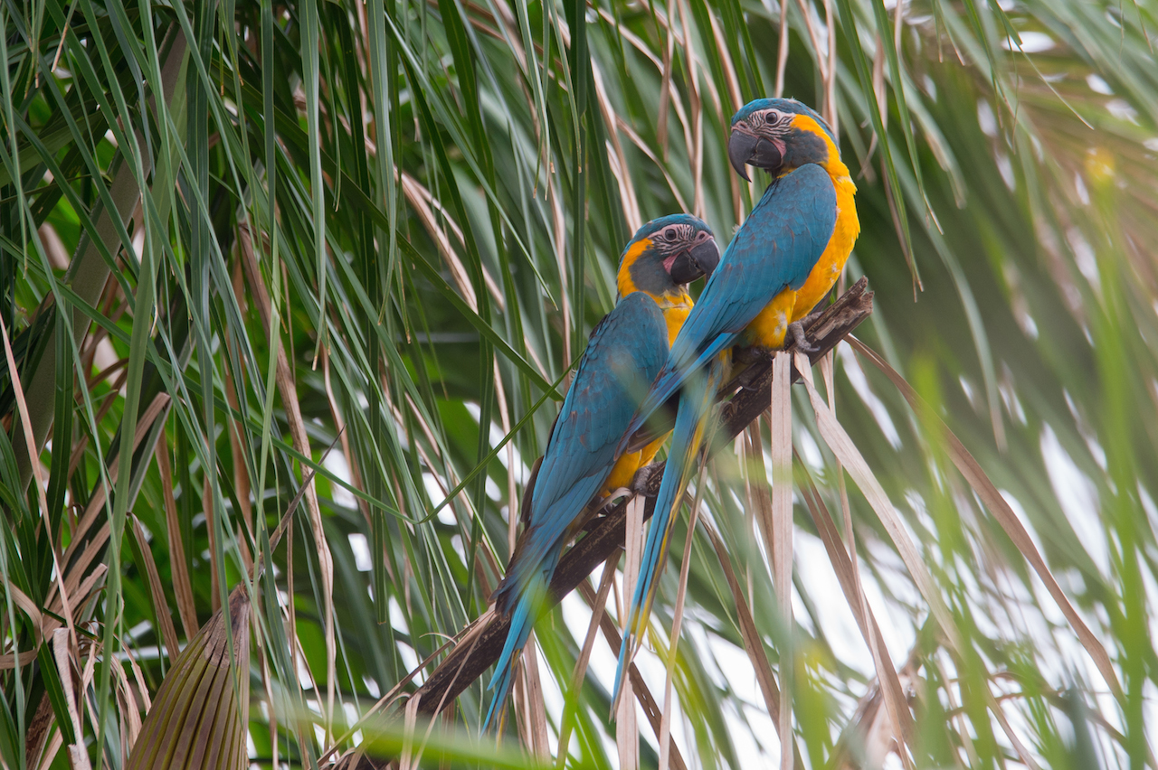 Details : Blue-throated Macaw - BirdGuides