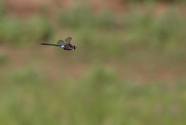 Lesser Emperor by Marc Heath - BirdGuides