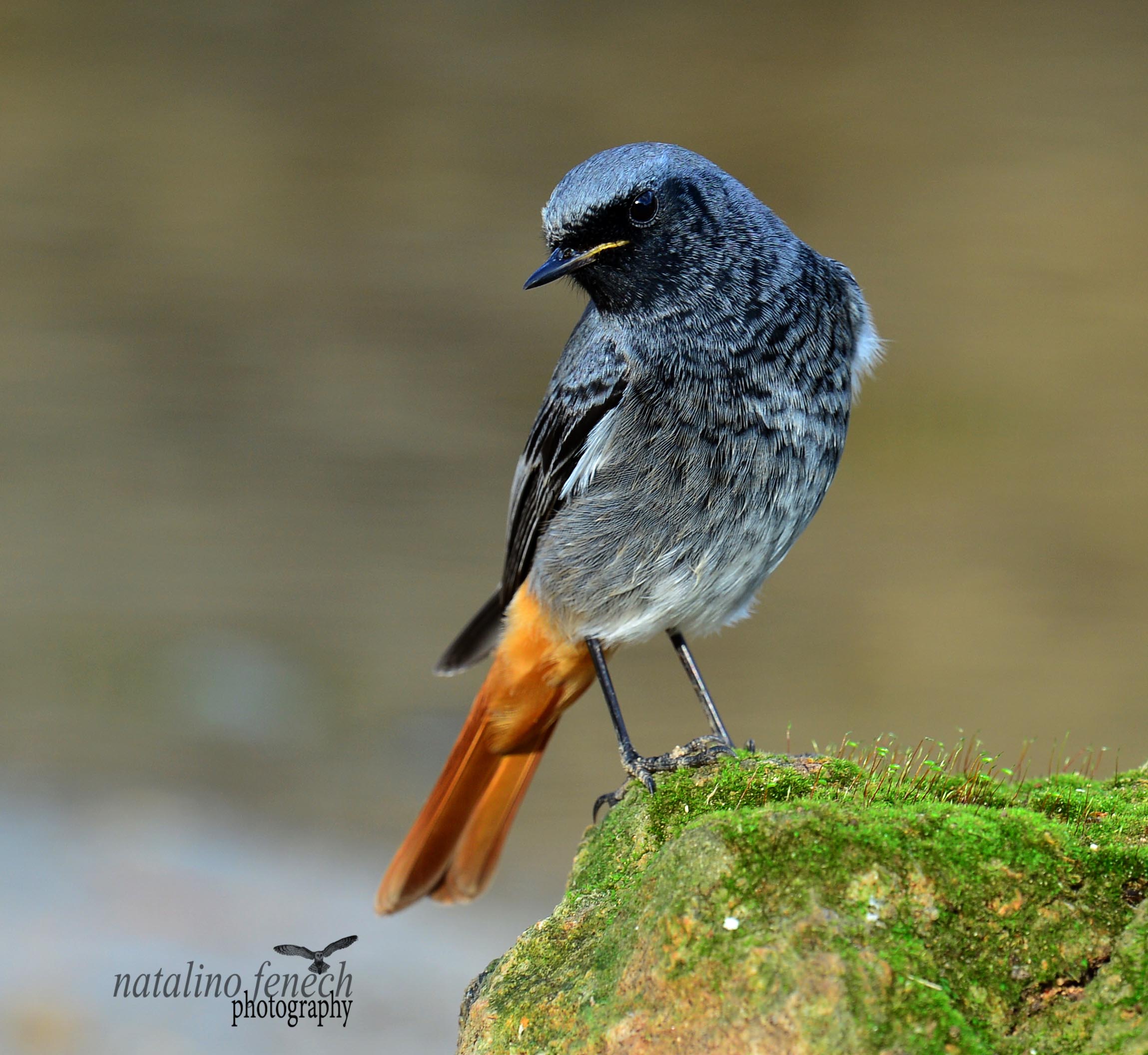 Review of the Week 24 December6 January BirdGuides