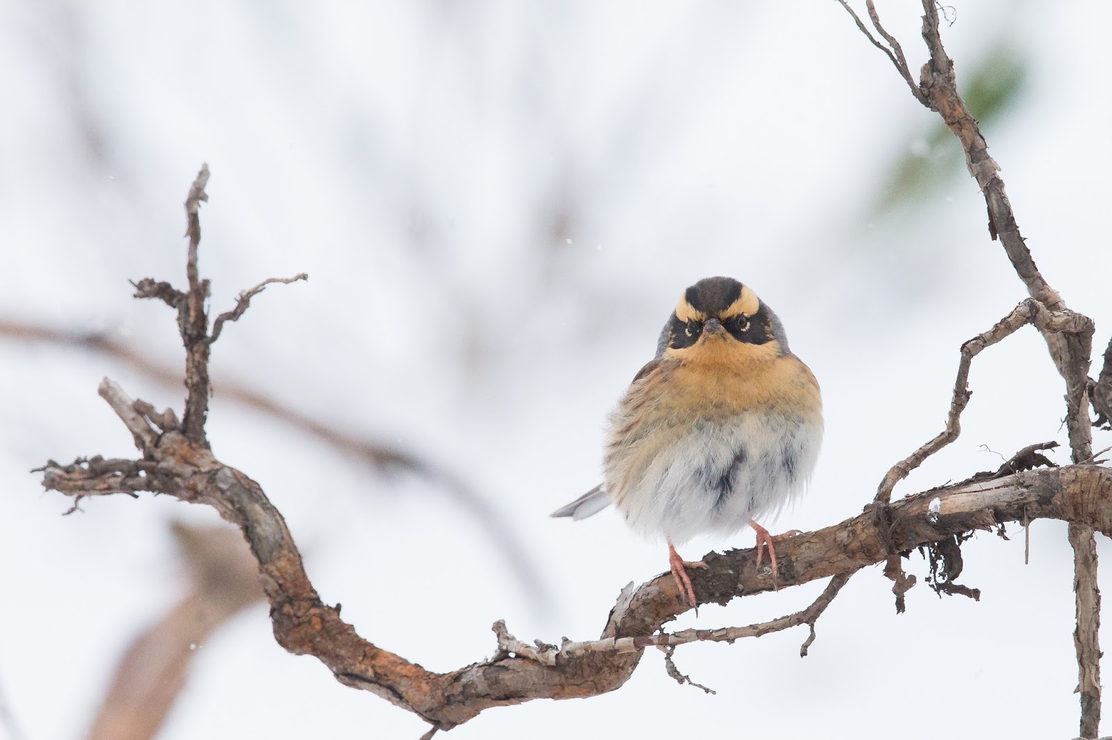Red-flanked Bluetail population explodes in Finland - BirdGuides